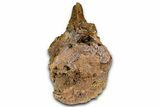 Hadrosaur (Edmontosaurus) Anterior Caudal Vertebra - Wyoming #371512-3
